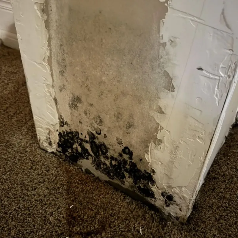 Professional Mold Removal in Fayetteville, WV